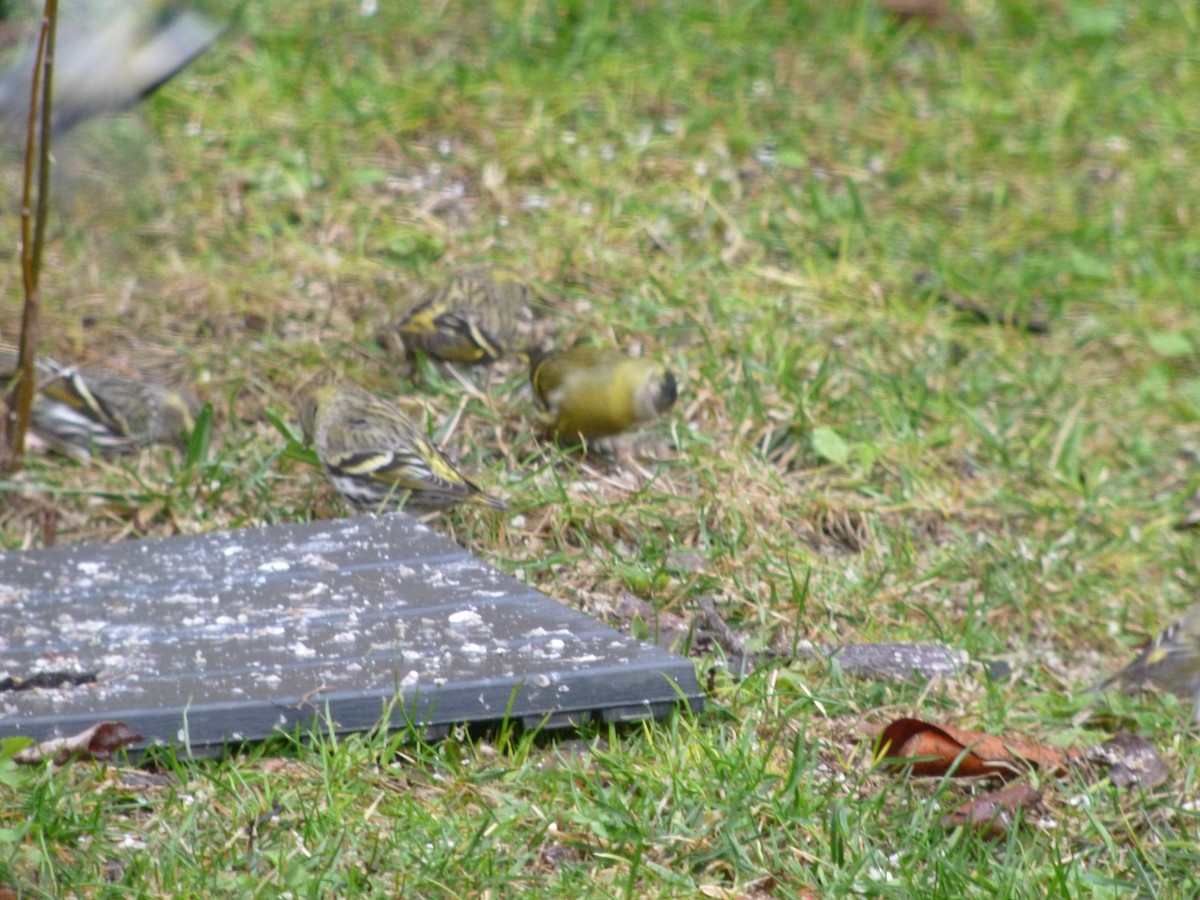 Eurasian Siskin - Ron Seymour