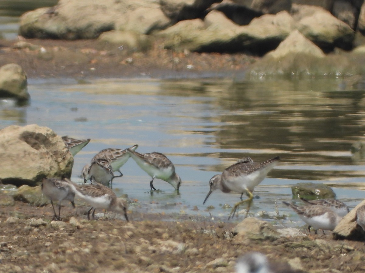 Little Stint - ML615173675