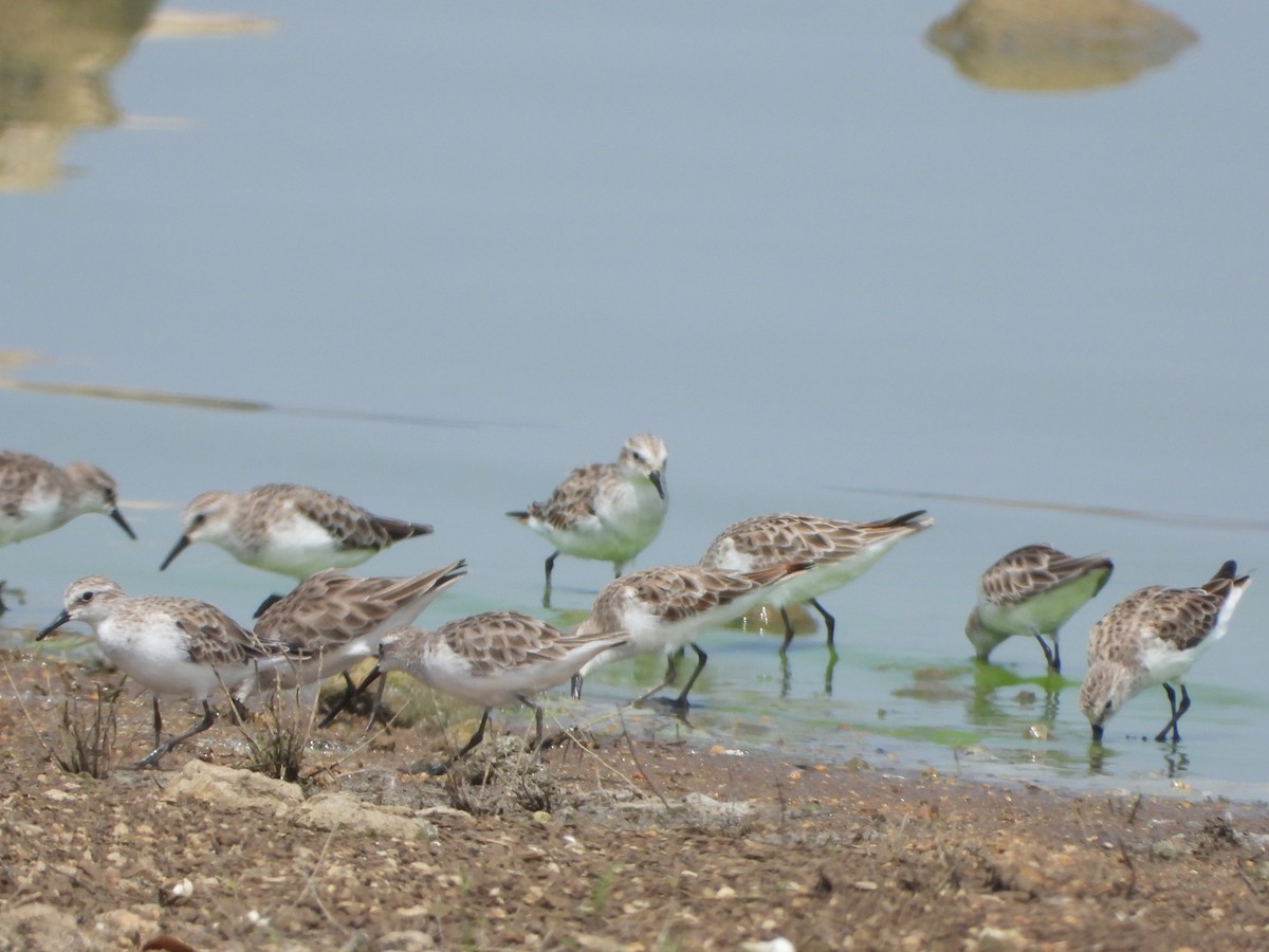 Little Stint - VASEN SULI