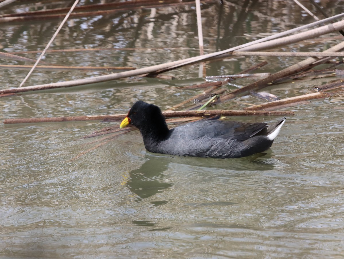 Foulque à front rouge - ML615173690