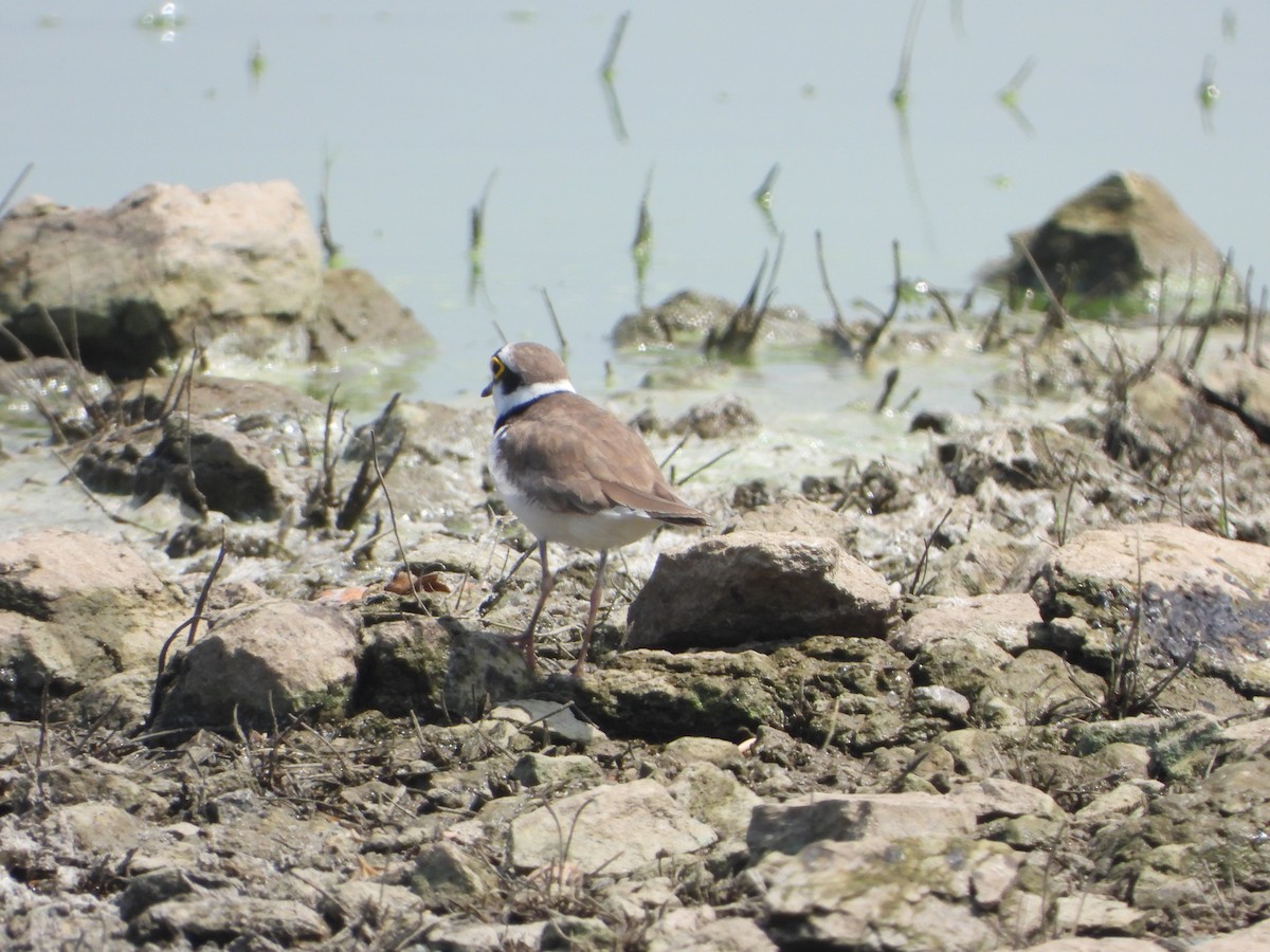 Little Ringed Plover - ML615173694