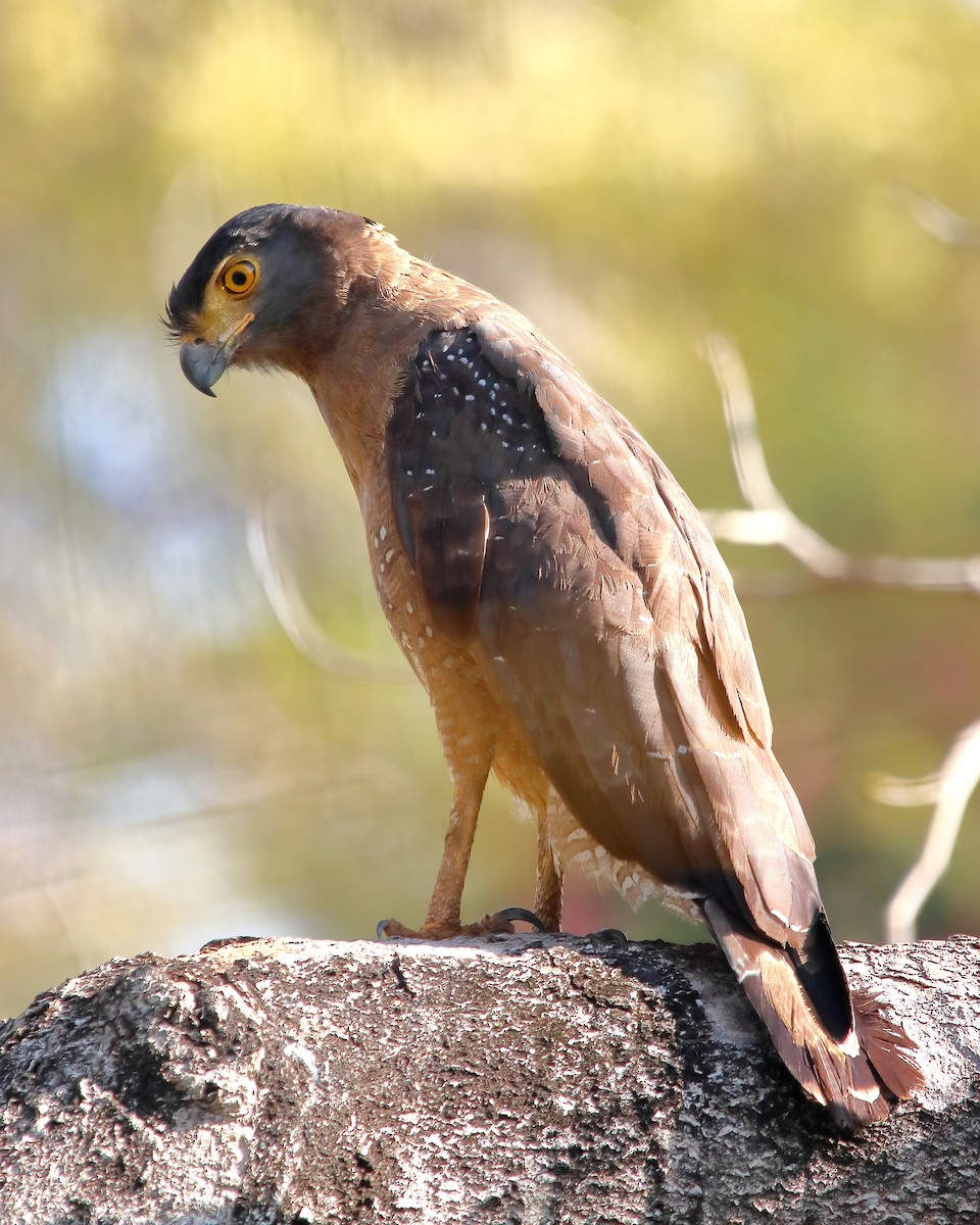Crested Serpent-Eagle - ML615173700