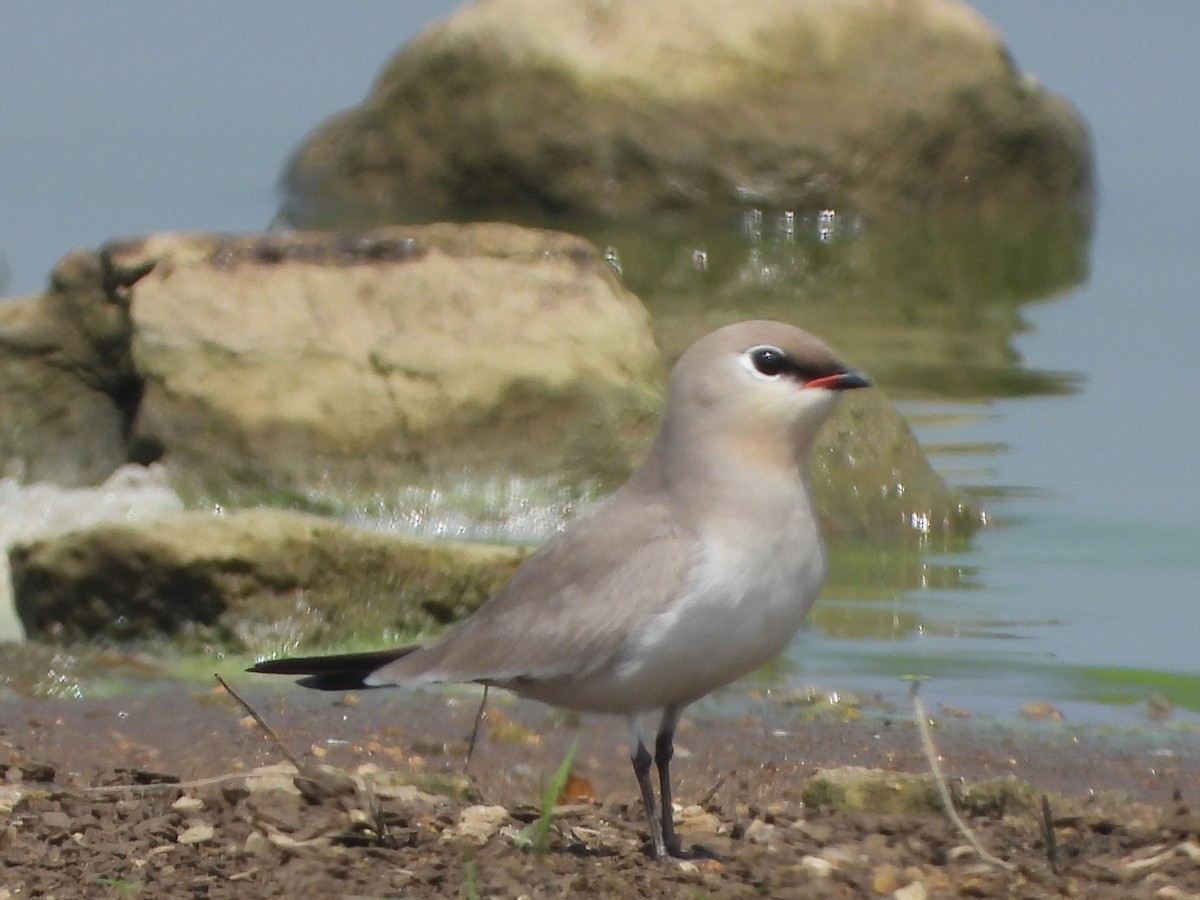 Small Pratincole - ML615173706