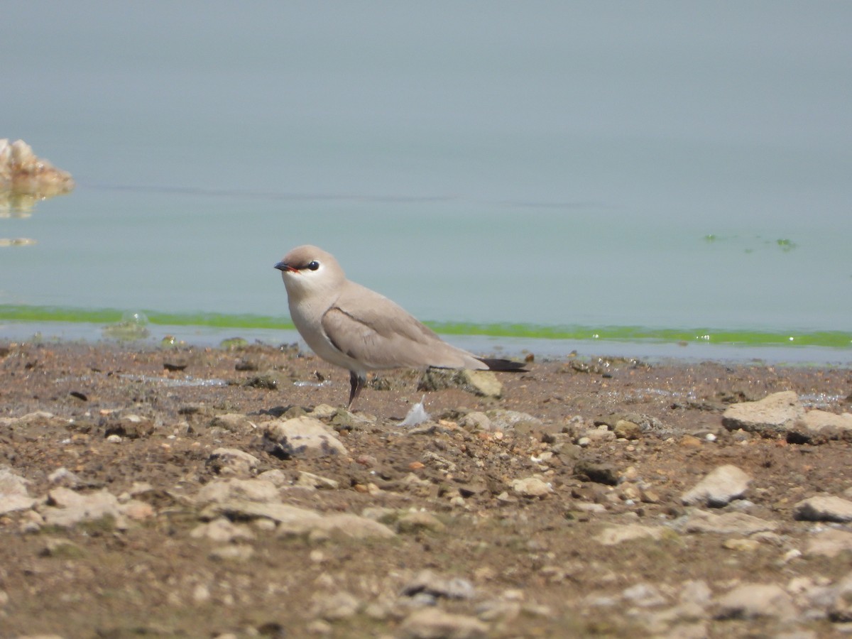 Small Pratincole - ML615173707