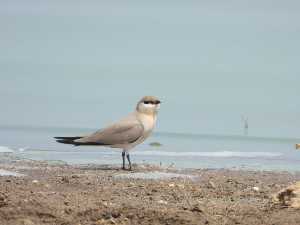 Small Pratincole - ML615173708