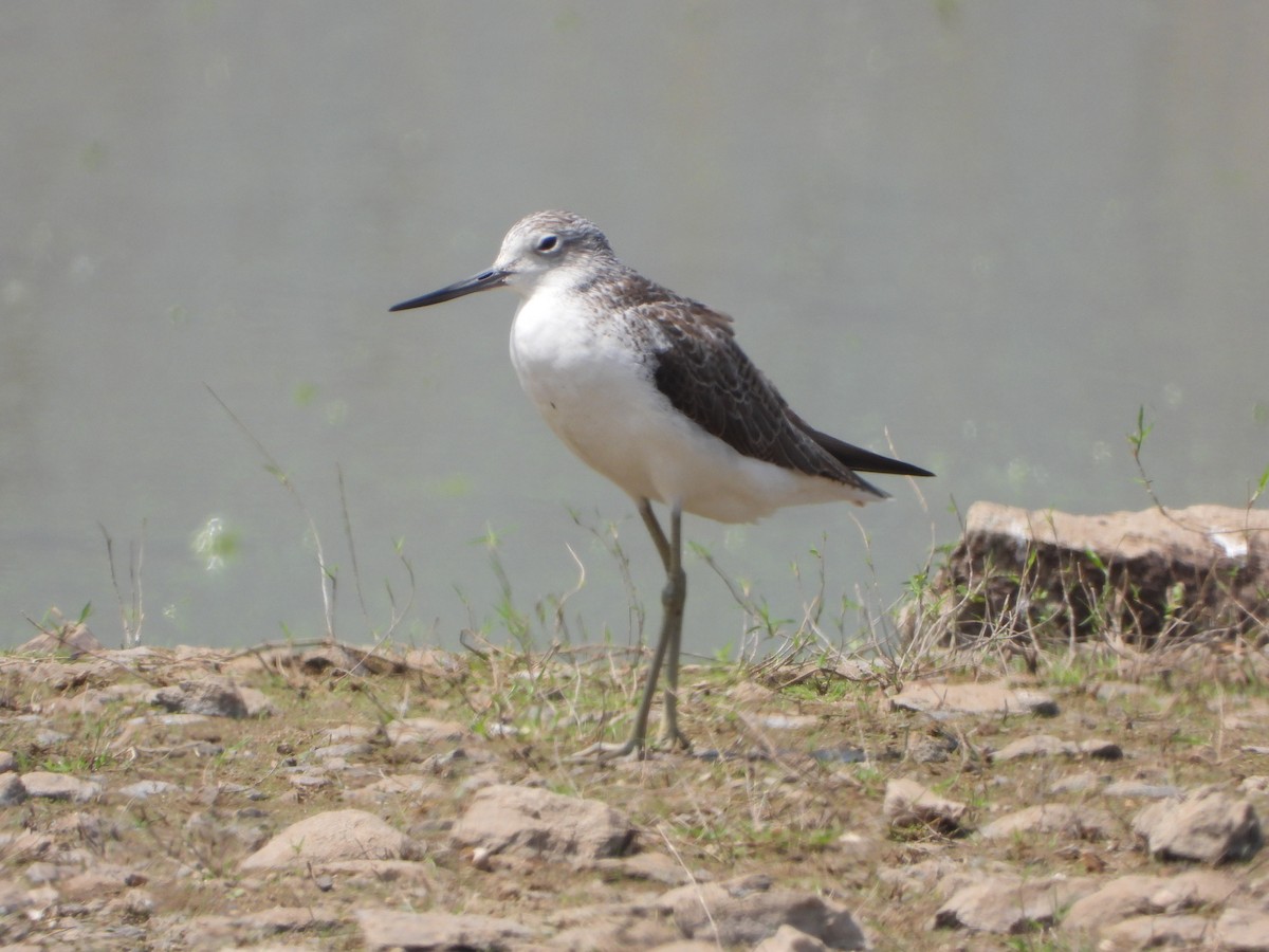 Common Greenshank - ML615173786