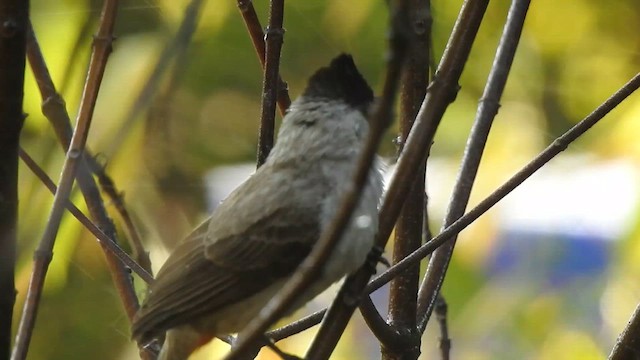 Bulbul Ventridorado - ML615173799