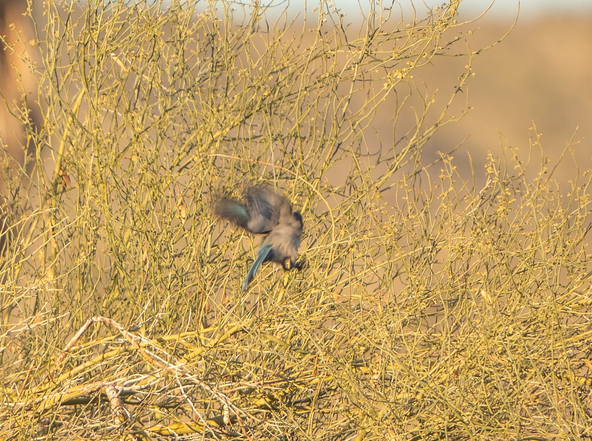 Woodhouse's Scrub-Jay - Javier Vazquez