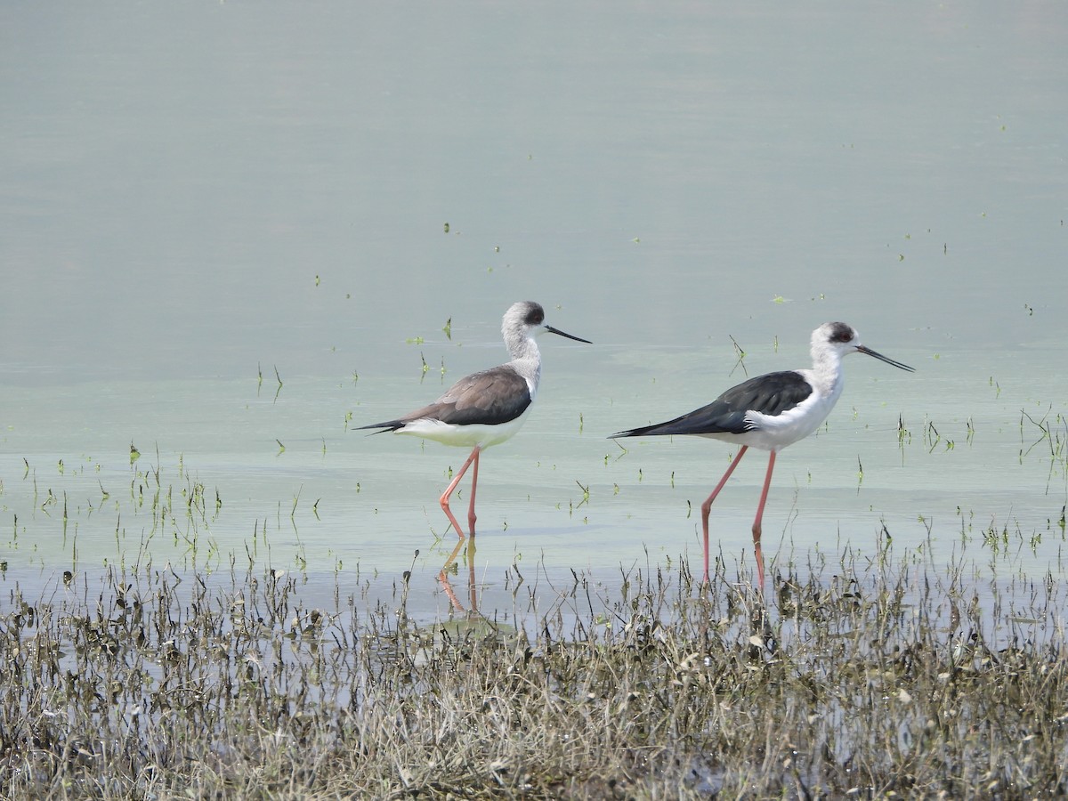 Black-winged Stilt - ML615173816