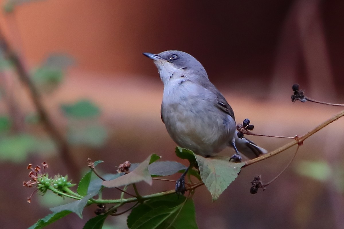 Curruca Zarcerilla - ML615173829