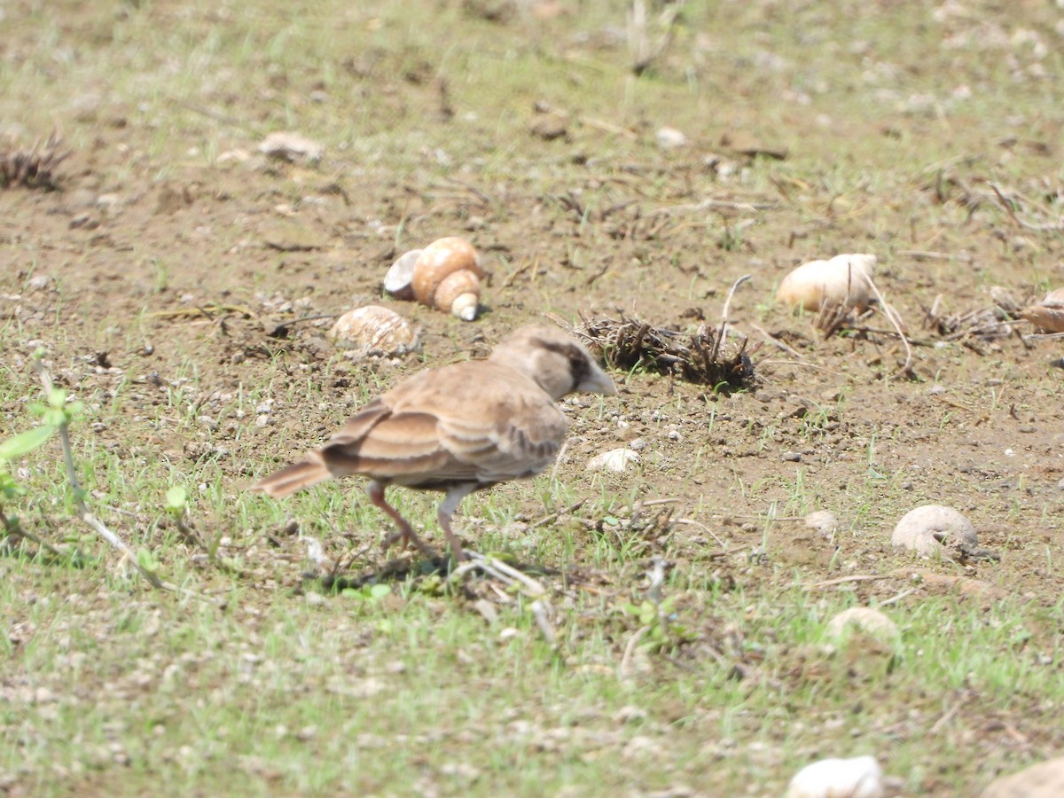 Ashy-crowned Sparrow-Lark - ML615173832