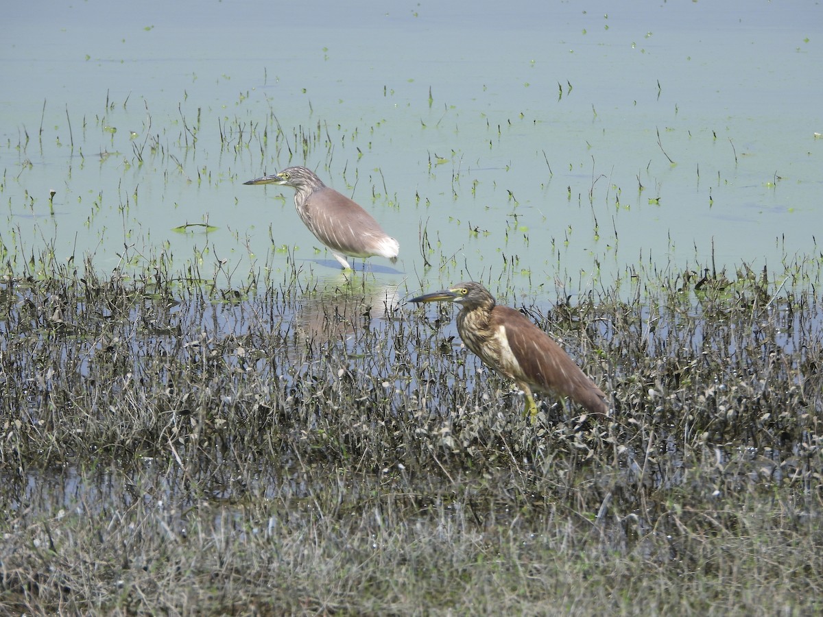 Indian Pond-Heron - VASEN SULI