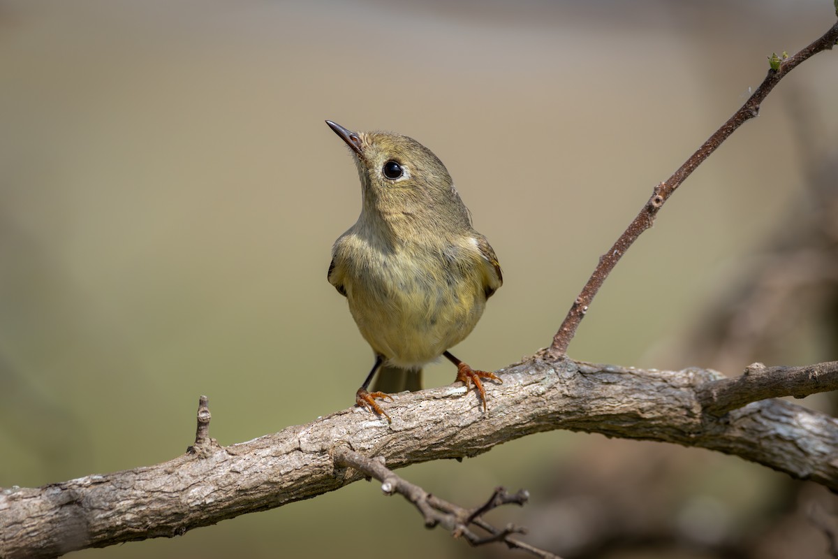 Ruby-crowned Kinglet - Brandi Steuer