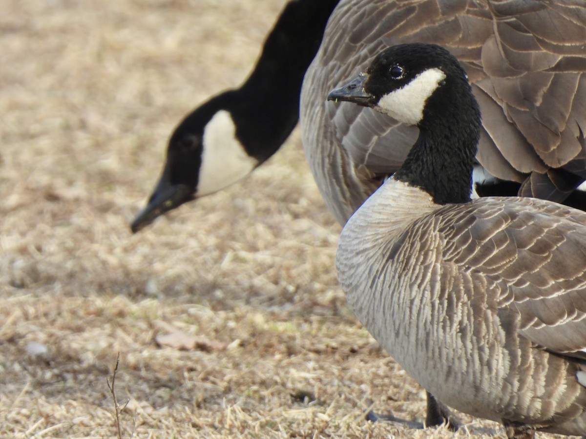 Cackling Goose - Andrew Whetten