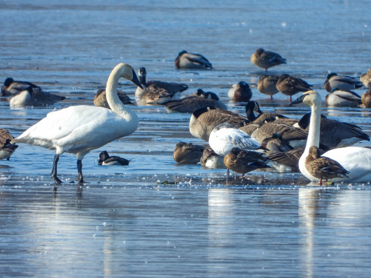 Snow Goose - ML615174005