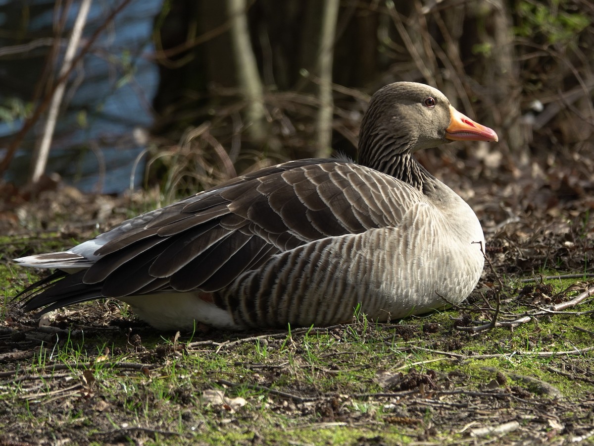 Graylag Goose - ML615174008