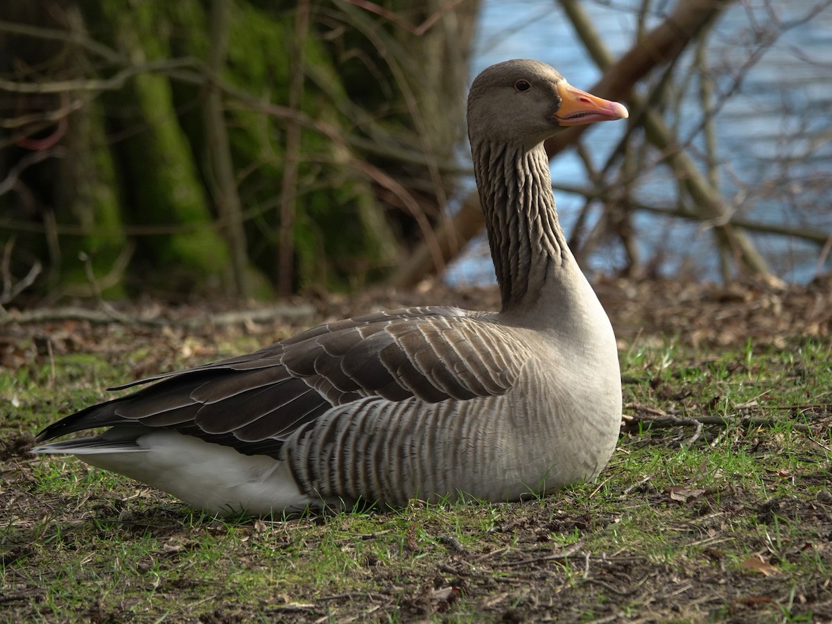 Graylag Goose - ML615174010