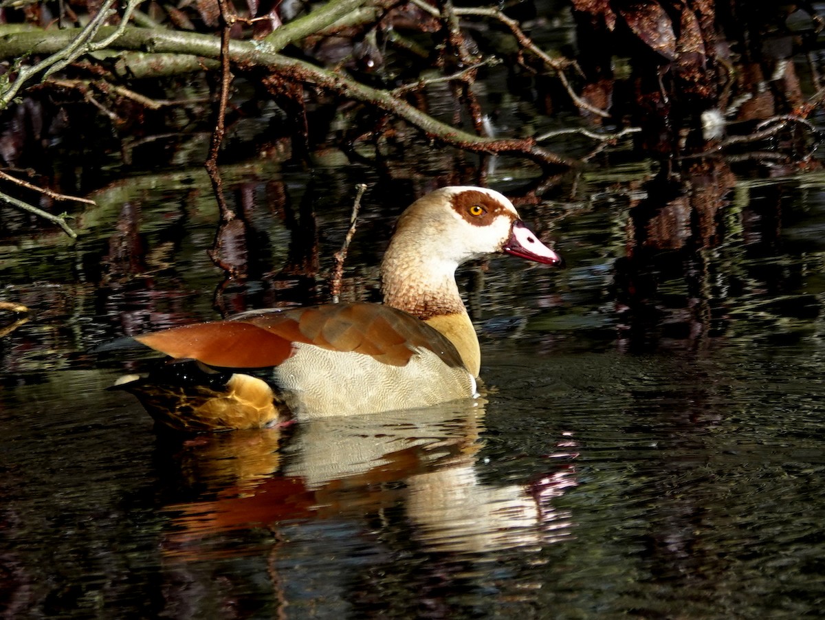 Egyptian Goose - ML615174011