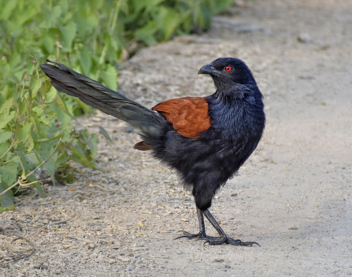 Greater Coucal - ML615174012