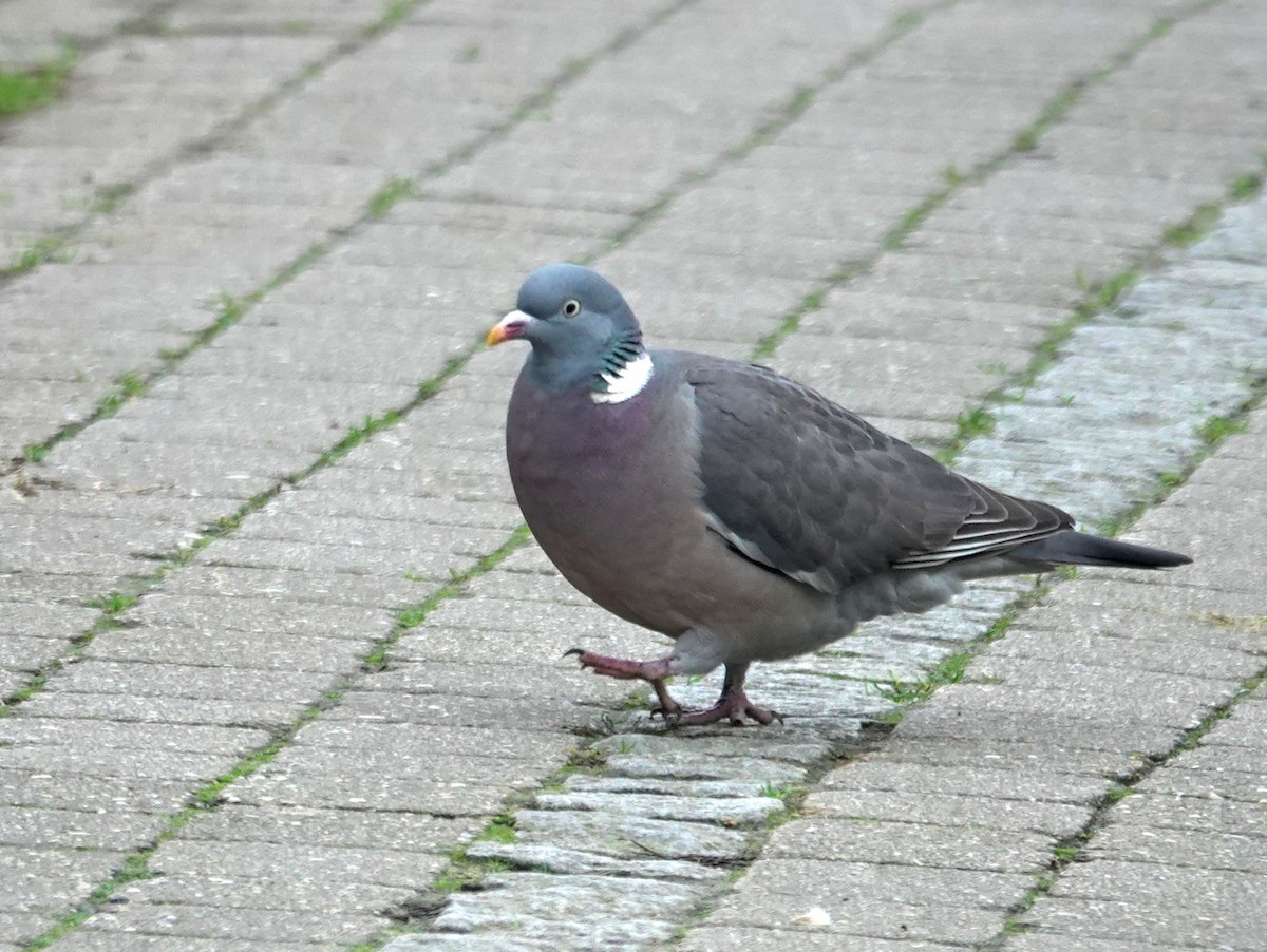 Common Wood-Pigeon - ML615174015
