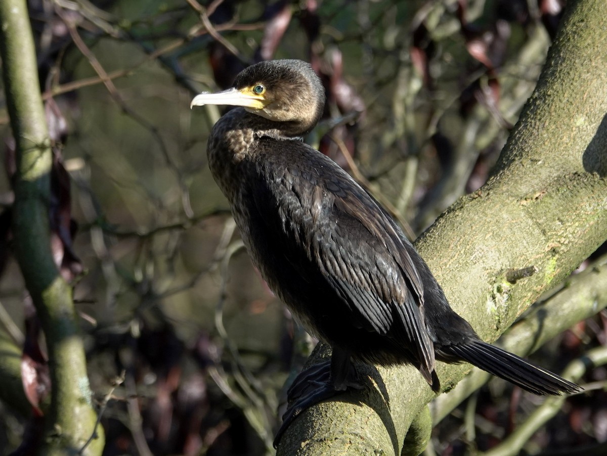 Great Cormorant - ML615174018