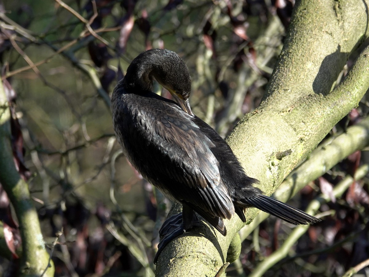 Great Cormorant - ML615174023