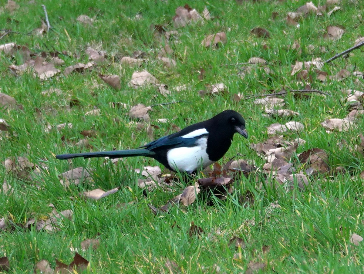 Eurasian Magpie - ML615174030