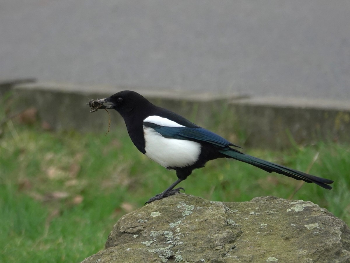 Eurasian Magpie - ML615174032
