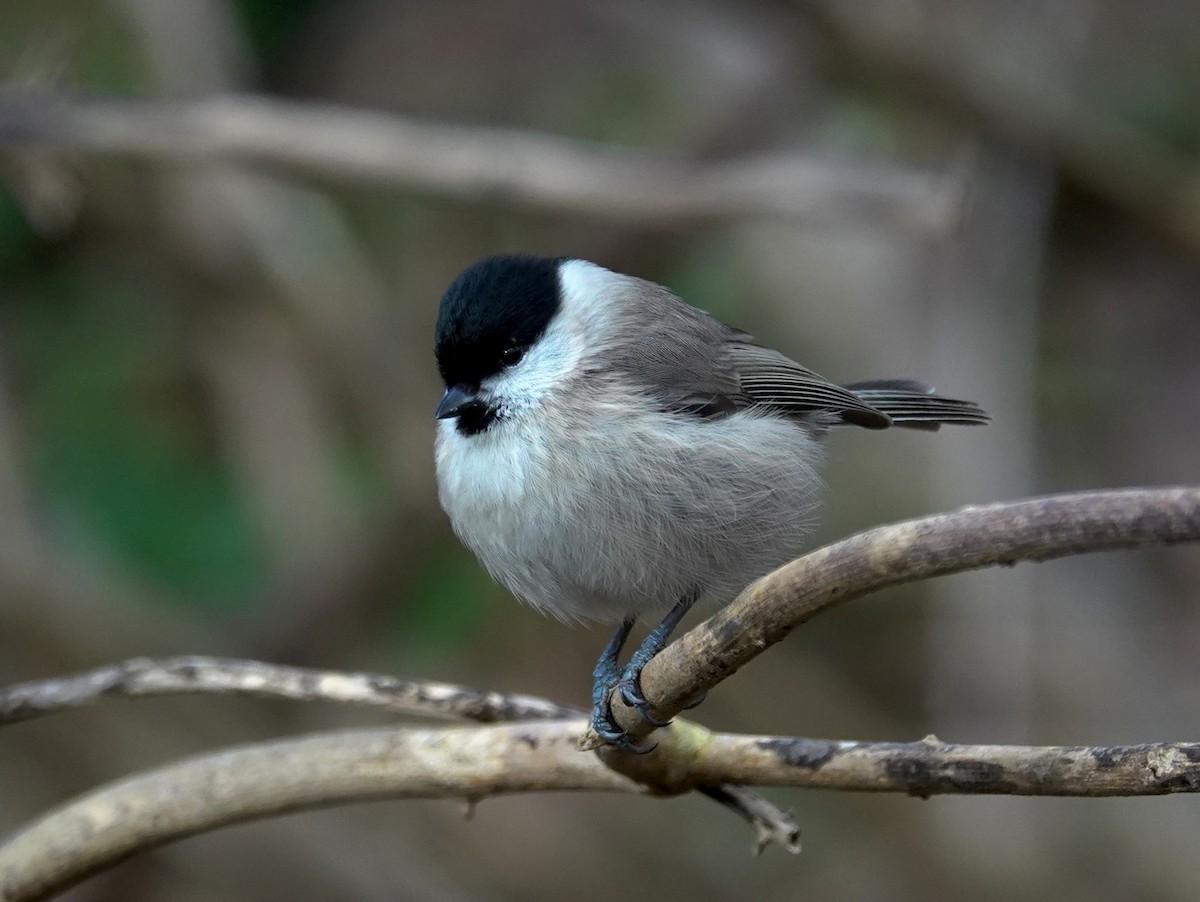 Marsh Tit - ML615174041