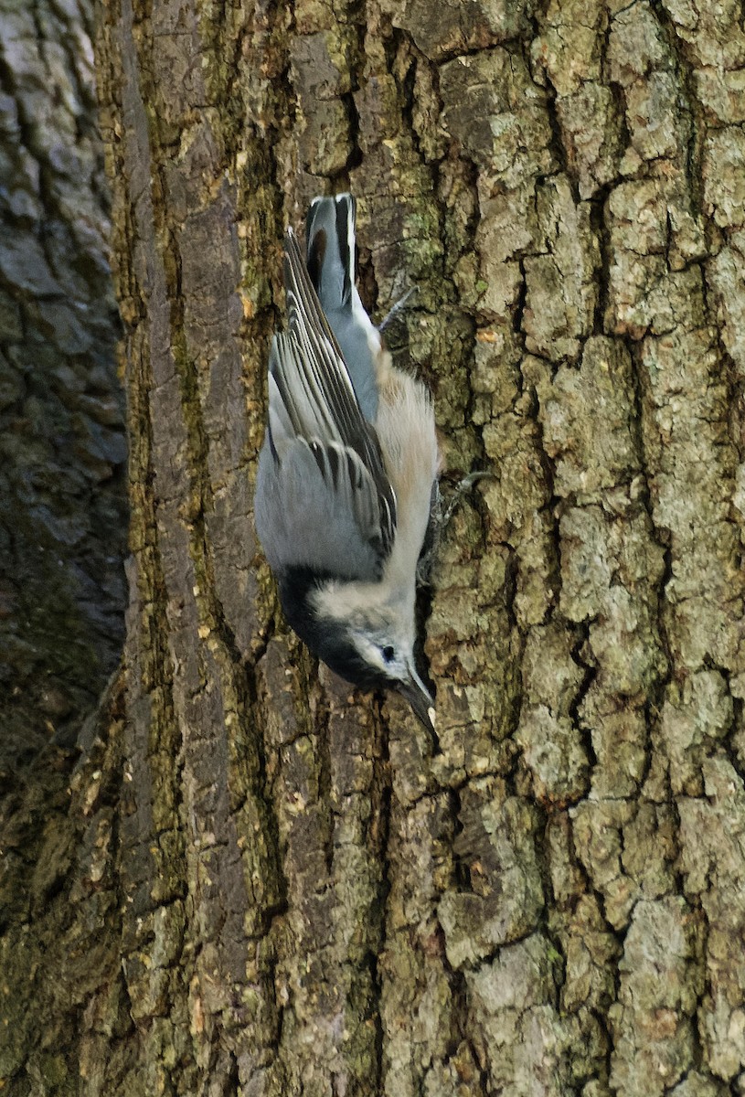 White-breasted Nuthatch - ML615174042