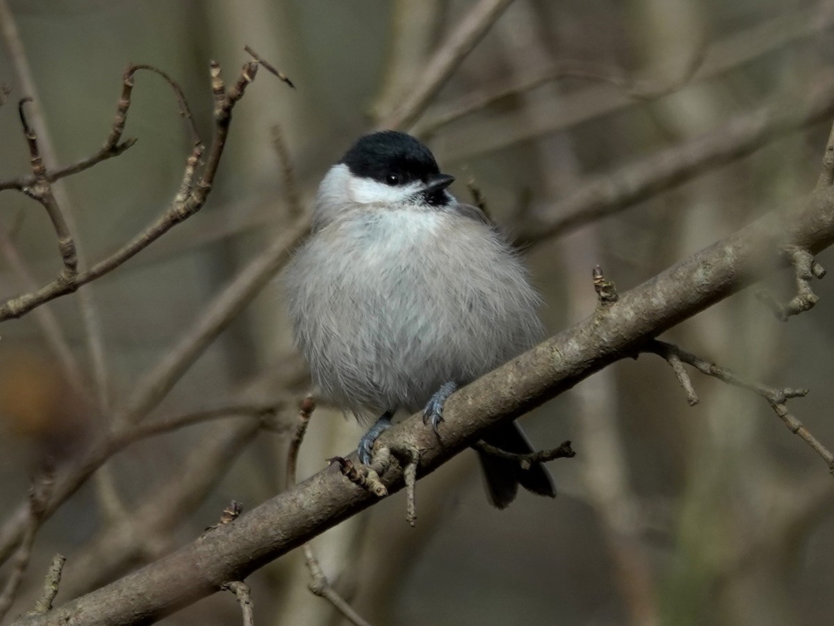 Marsh Tit - ML615174045