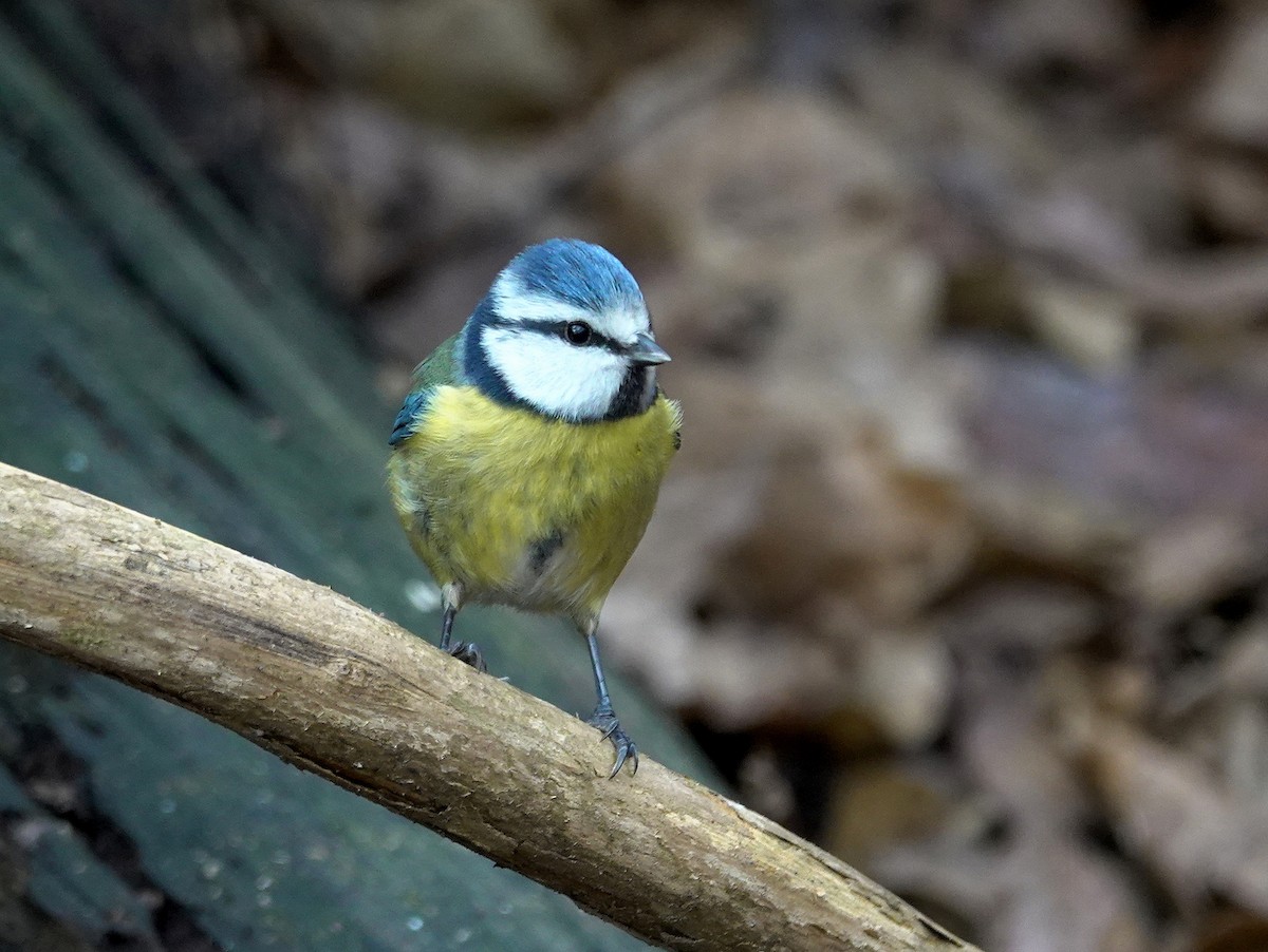 Eurasian Blue Tit - ML615174046