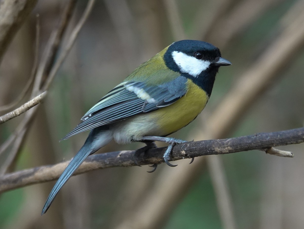 Great Tit - ML615174050