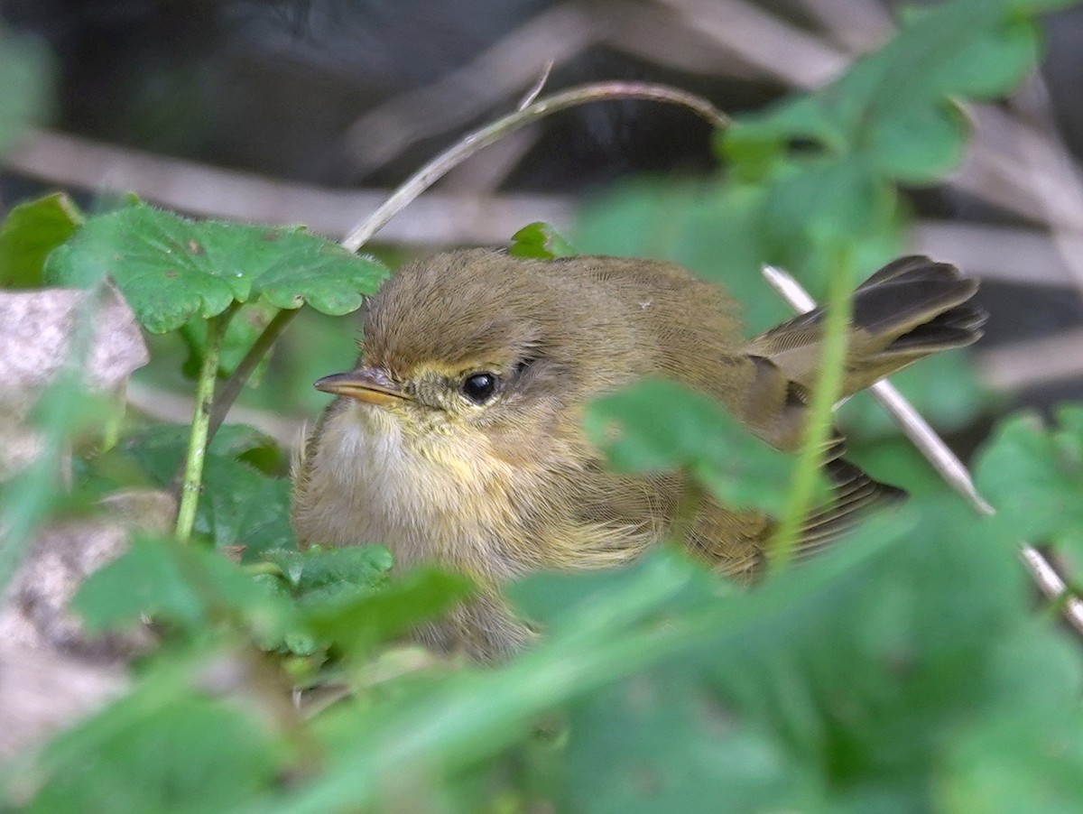 Common Chiffchaff - ML615174052