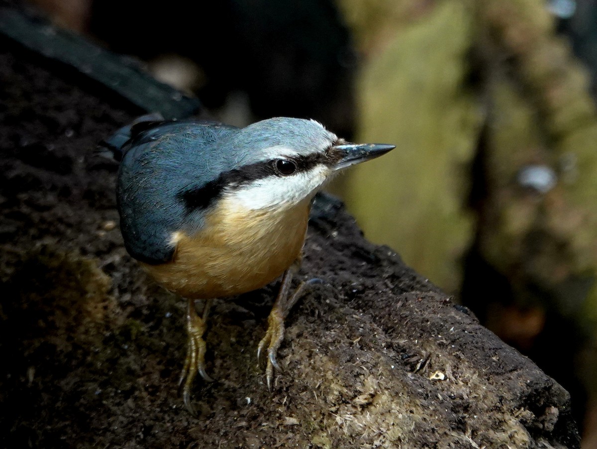 Eurasian Nuthatch - ML615174064