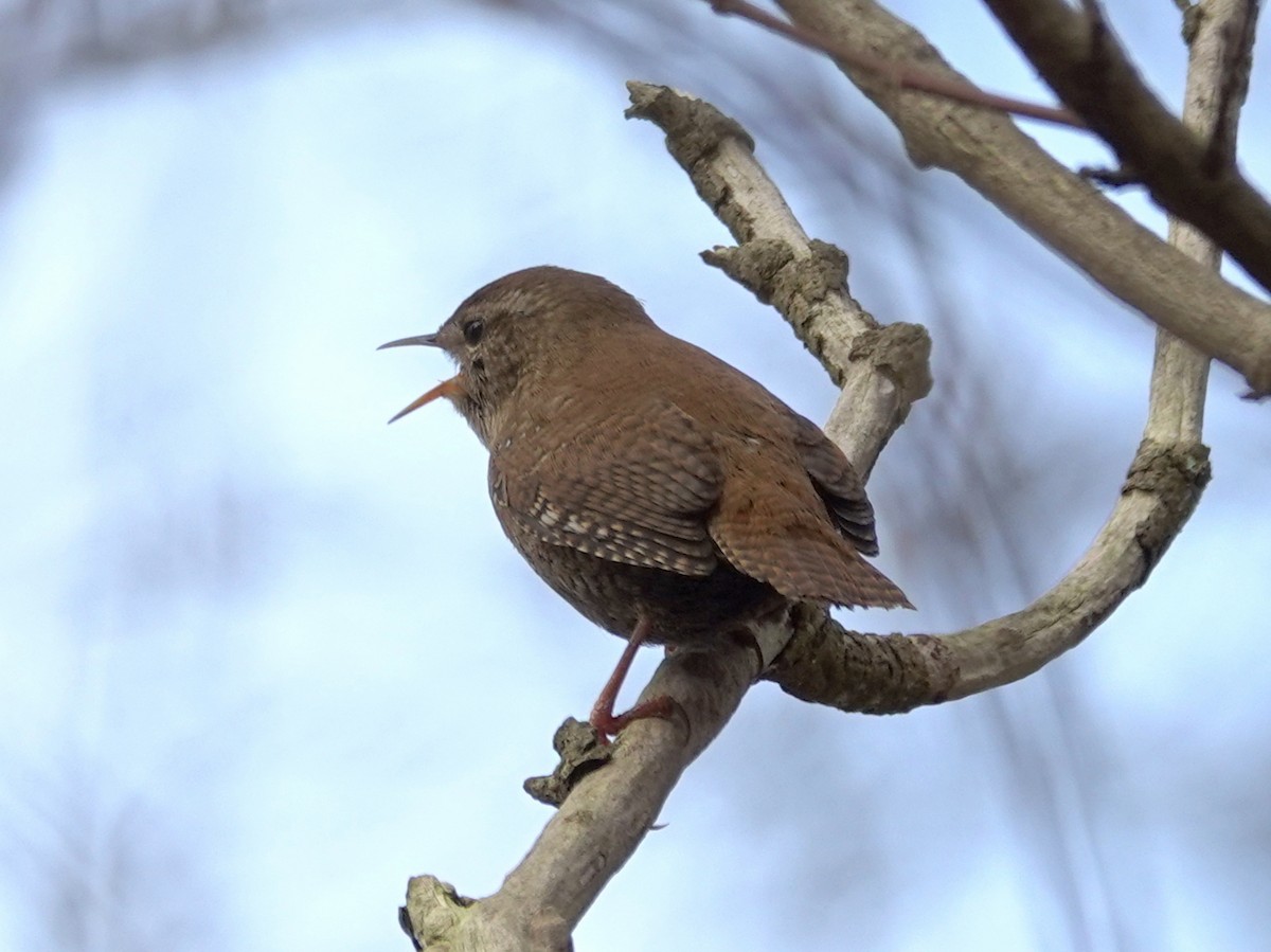 Eurasian Wren - ML615174071