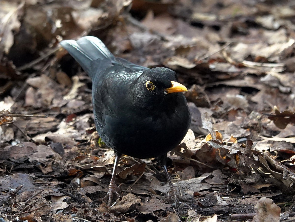 Eurasian Blackbird - ML615174078