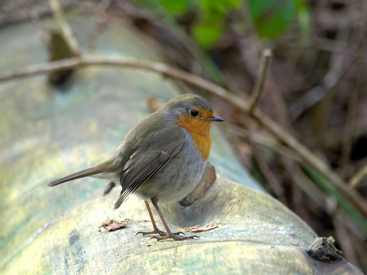 European Robin - ML615174086