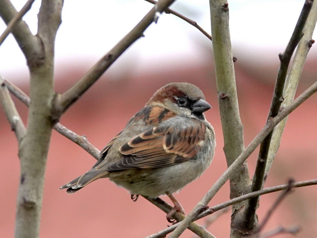 House Sparrow - ML615174089