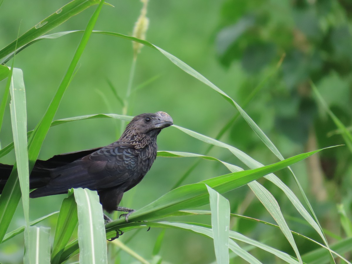 Smooth-billed Ani - ML615174090