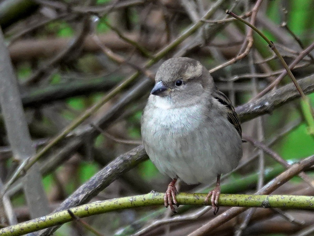 House Sparrow - ML615174095
