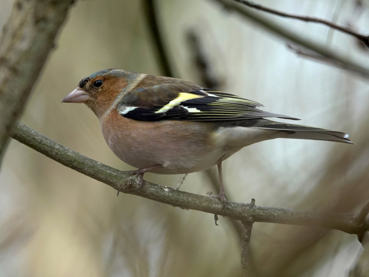 Common Chaffinch - ML615174096