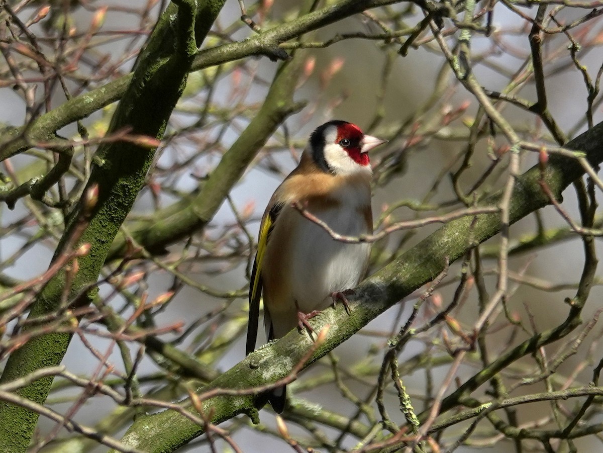 European Goldfinch - ML615174147