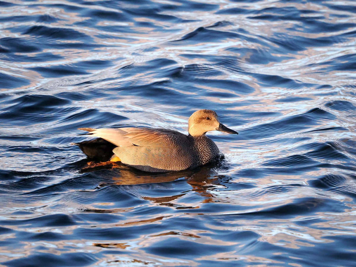 Gadwall - ML615174150