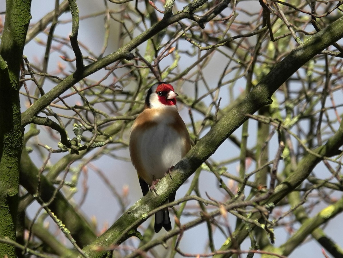 European Goldfinch - ML615174151