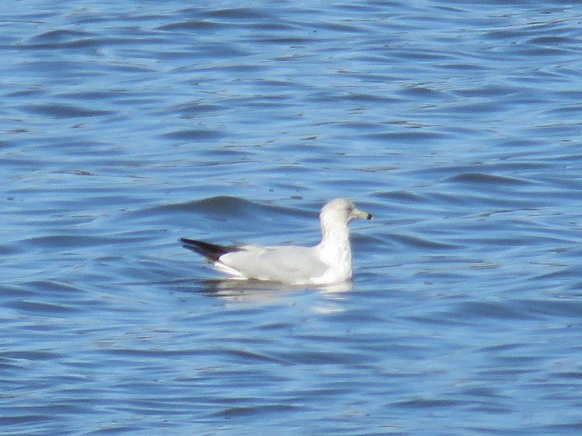 Ring-billed Gull - Don Holcomb