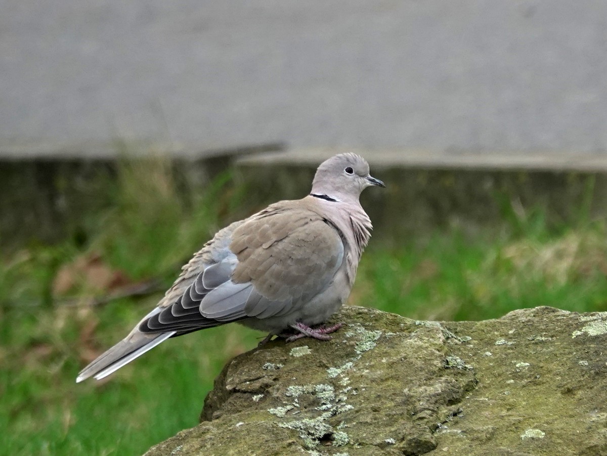 Eurasian Collared-Dove - ML615174178