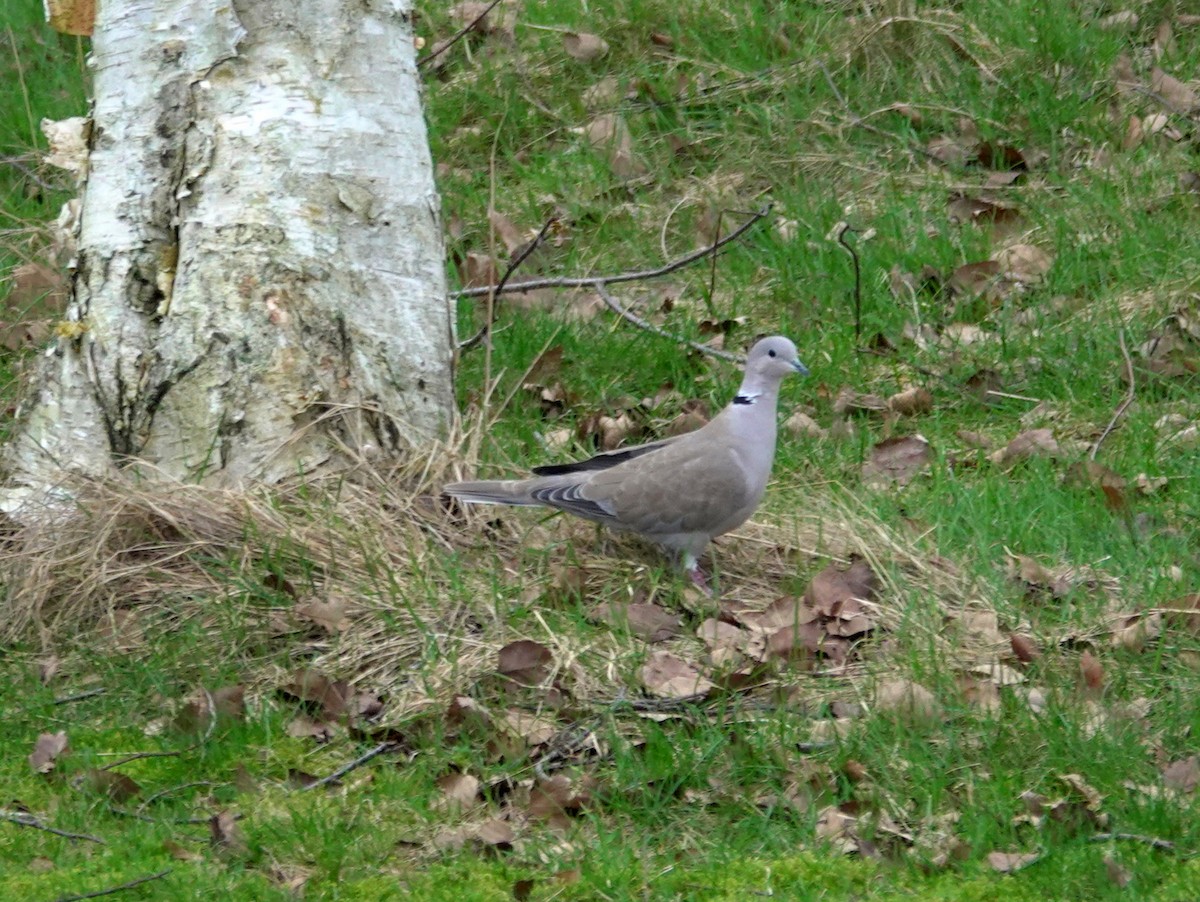 Eurasian Collared-Dove - ML615174180