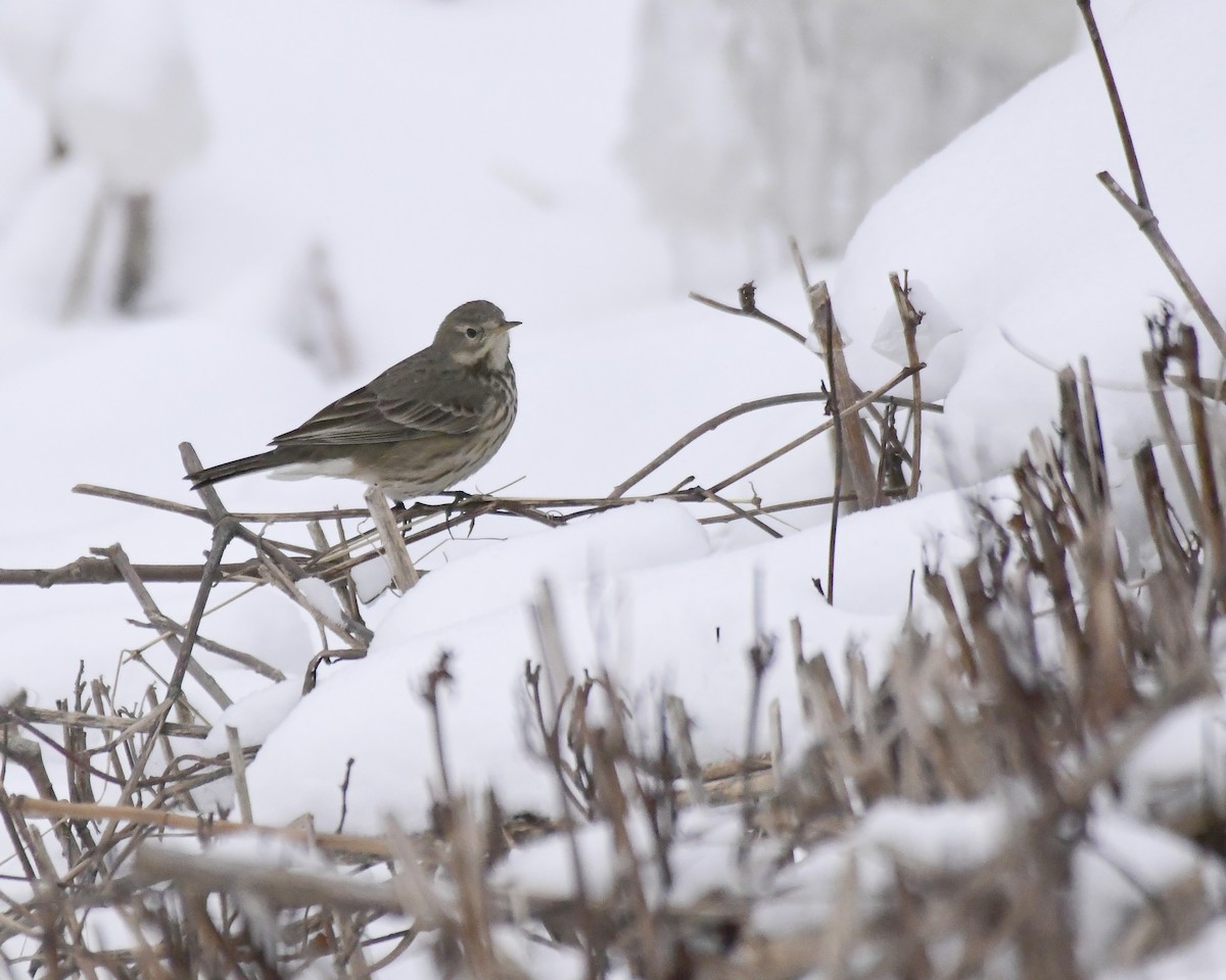 Pipit d'Amérique - ML615174199