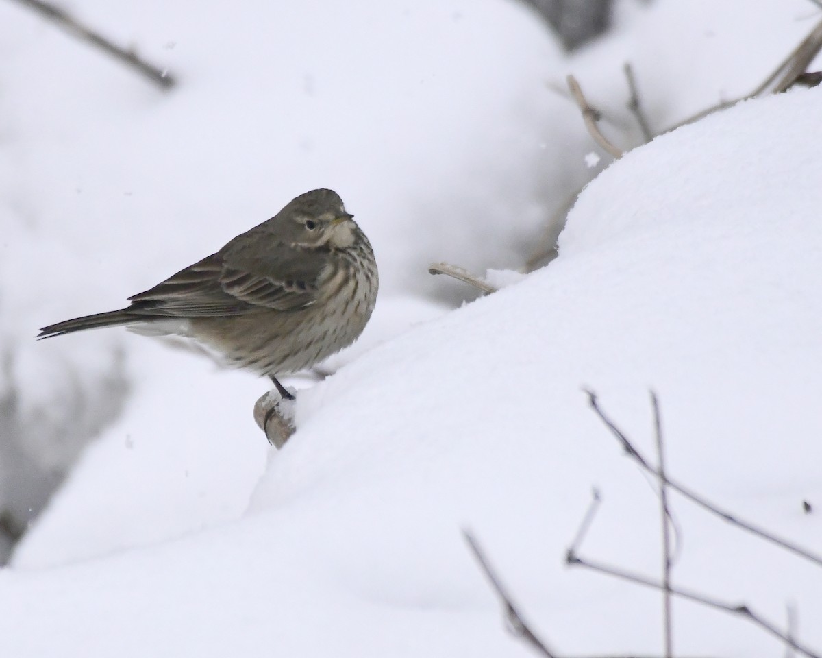 American Pipit - Ron Burkert